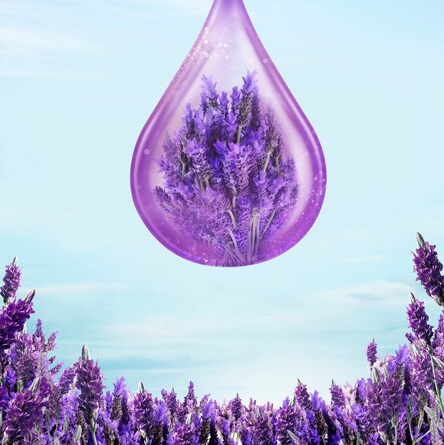 Lavanta Angustifolia Hidrosolü Yağ Altı