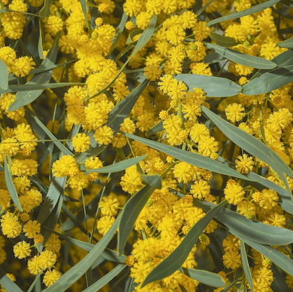 Ölmez Çiçek Hidrosolü Yağ Altı