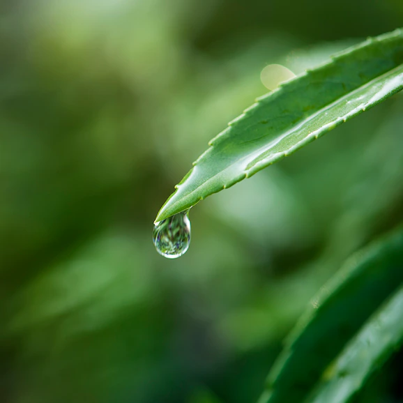 Çay Ağacı Hidrosolü Yağ Altı