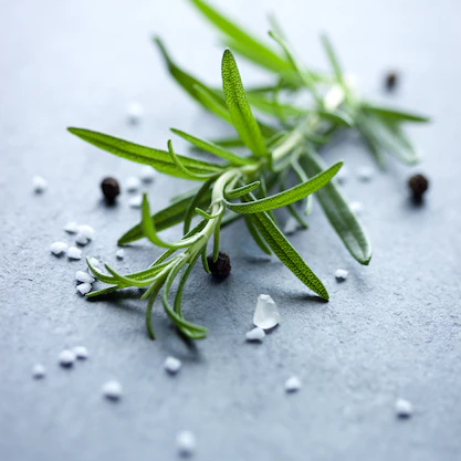 Biberiye Hidrosolü Yağ Altı