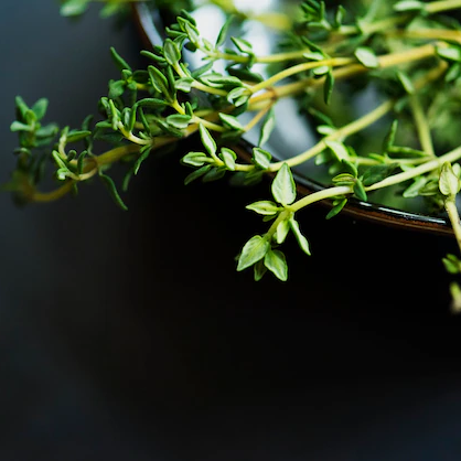 Kekik Hidrosolü Yağ Altı