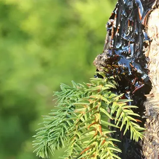 Çam Katranı Yağı