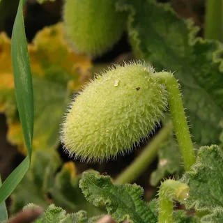 Acı Kavun Yağı Maserasyon