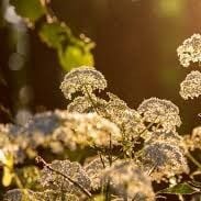 Civan Perçemi Yağı Uçucu