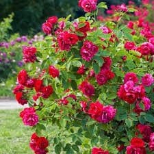 Gül Ağacı Yağı Uçucu İthal