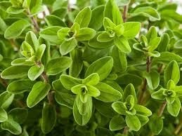 Mercanköşk Yağı Uçucu