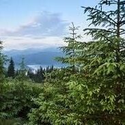 Sedir Katranı Yağı