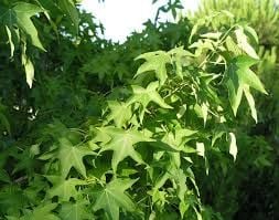 Sığla Yağı Distilasyon