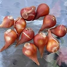 Soğan Yağı Uçucu