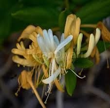 Hanımeli Yağı Uçucu