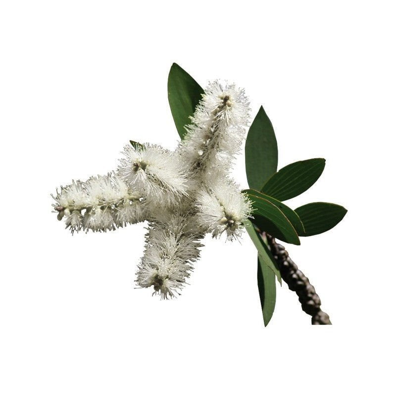 Nioli (Niaouli) Hidrosolü Yağ Altı