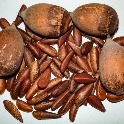 Babassu Yağı Soğuk Sıkım