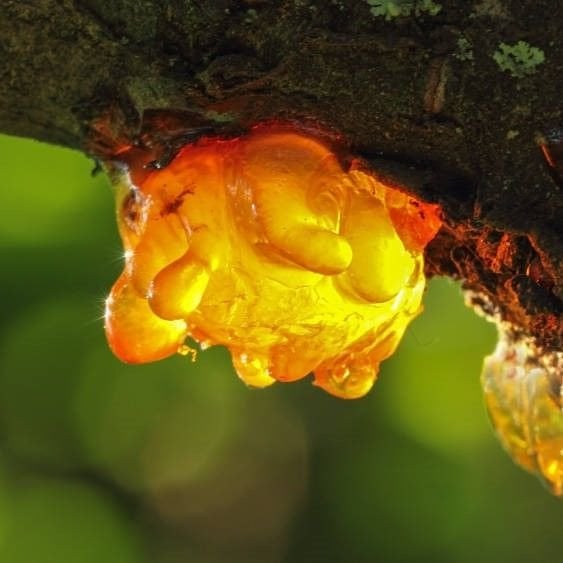 Amber Yağı Maserasyon