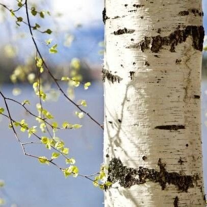 Huş Ağacı Yağı (Beyaz) Uçucu