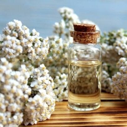 Civan Perçemi Yağı Maserasyon