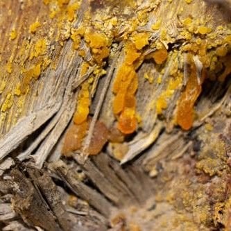 Çam Terebentin Yağı Uçucu