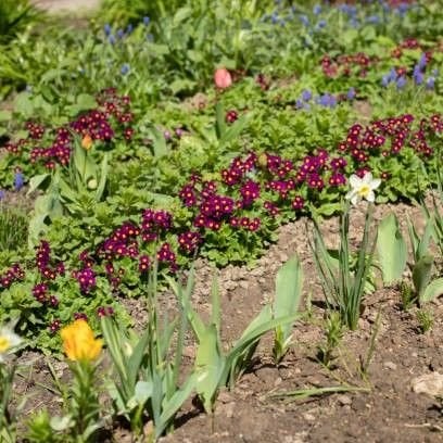 Çuha Çiçeği Tohumu Yağı Maserasyon