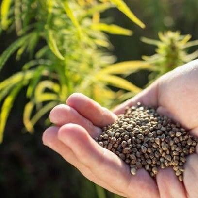 Defne Tohumu Yağı (Defnegar) Soğuk Sıkım