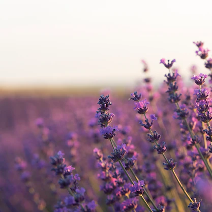 Lavanta Yağı Uçucu Angustifolia