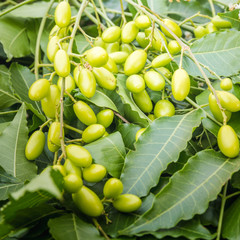 Neem Yağı Soğuk Sıkım