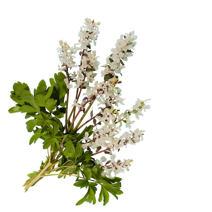 Nioli (Niaouli) Yağı Uçucu