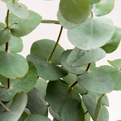 Okaliptus Yağı Uçucu