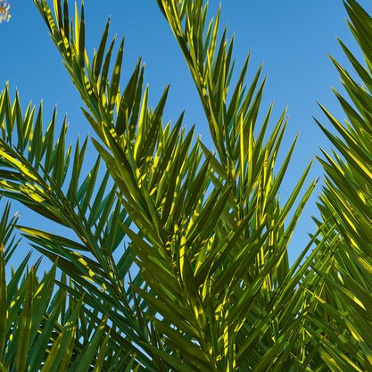 Palmarosa Yağı Uçucu