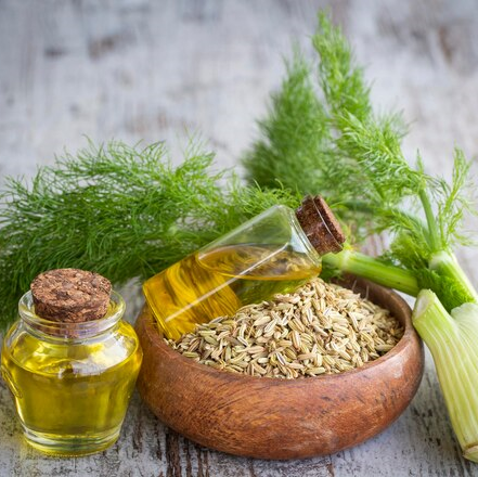 Rezene Tohumu Yağı Uçucu