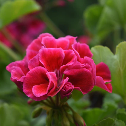 Sardunya Yağı (Itır) Uçucu