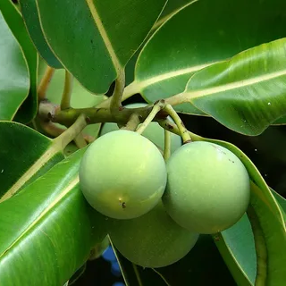 Tamanu Yağı Soğuk Sıkım