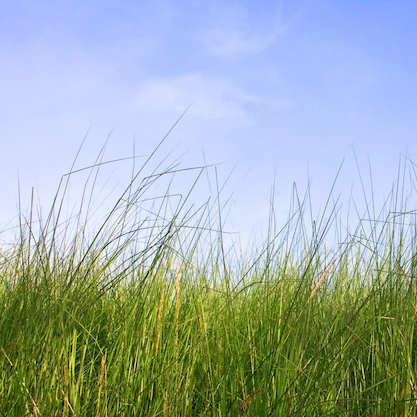 Vetiver Yağı Uçucu