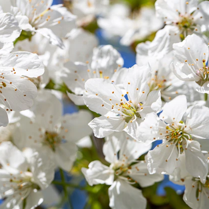 Yasemin Yağı Uçucu