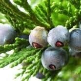 Ardıç Tohumu Hidrosolü Yağ Altı