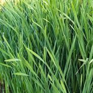 Citronella Hidrosolü Yağ Altı