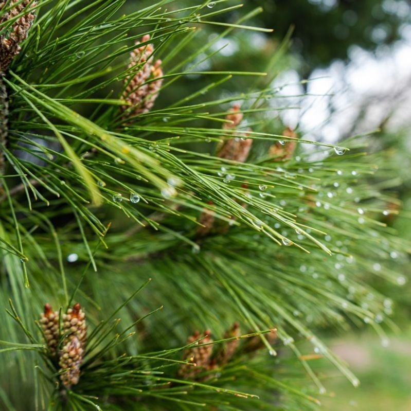 Çam Hidrosolü Yağ Altı