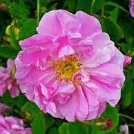 Gül Hidrosolü 1. Maya Yağ Altı