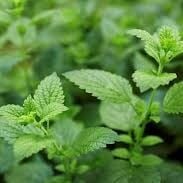 Limon Otu Hidrosolü Yağ Altı