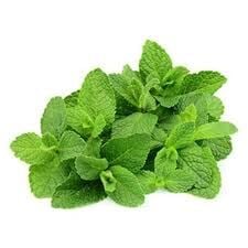 Nane Hidrosolü Yağ Altı