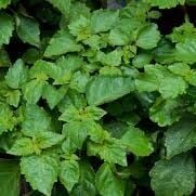 Paçuli Hidrosolü Yağ Altı