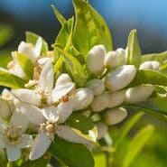 Portakal Çiçeği Neroli Hidrosolü Yağ Altı