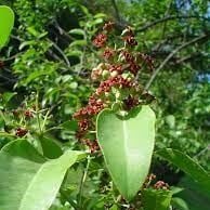 Sandal Ağacı Hidrosolü Yağ Altı