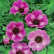 Sardunya Itır Hidrosolü Yağ Altı