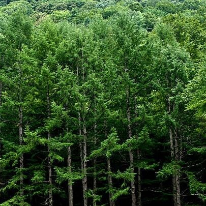 Sedir Ağacı Hidrosolü Yağ Altı