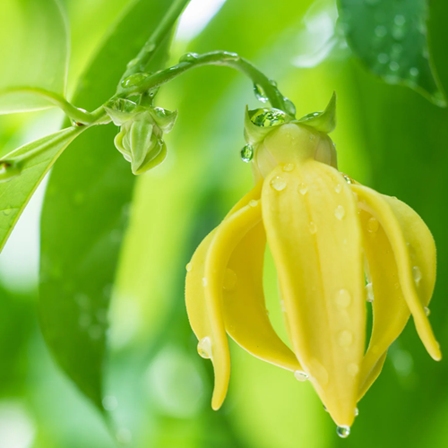 Ylang Ylang Hidrosolü Yağ Altı