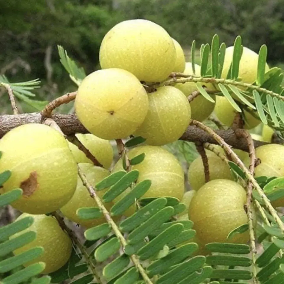 Amla Tohumu Yağı Soğuk Sıkım